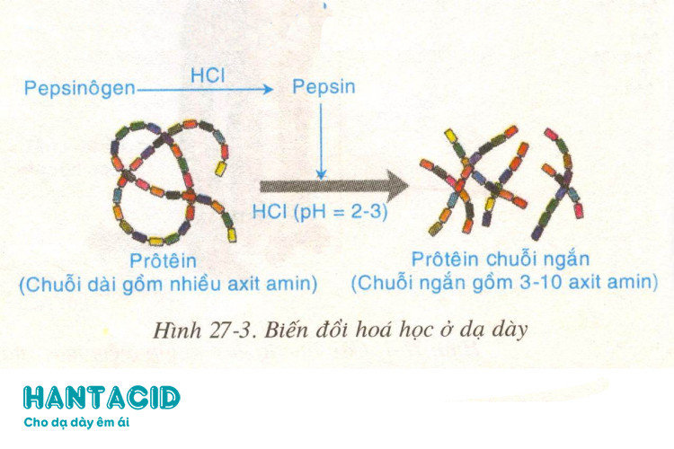 tieu-hoa-protein