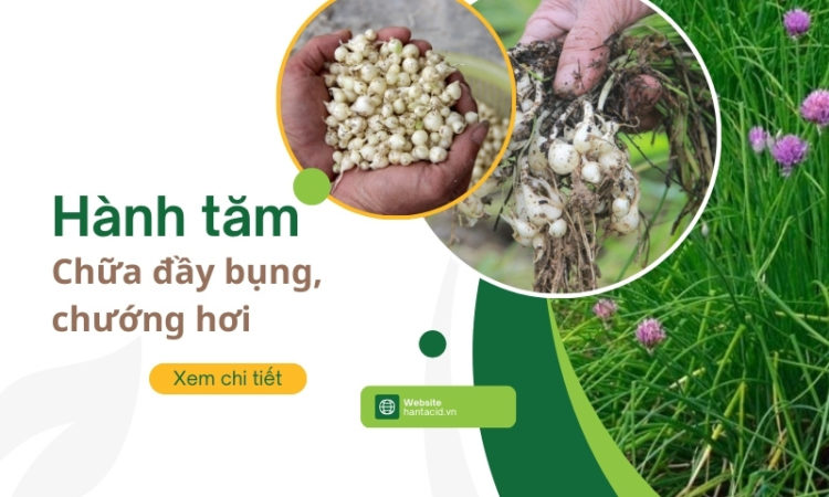 Hành tăm chữa đầy bụng – bài thuốc ít ai biết